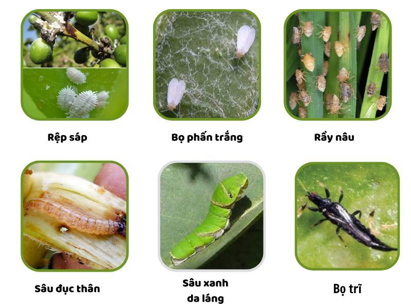 uploads2f20242f032f062f9cb5fe20065b1a7dc2bc9df31039c32fdafa87752fhinh-anh-mot-so-sau-bo-hoat-chat-thiamethoxam-dac-tri Hinh-anh-mot-so-sau-bo-hoat-chat-thiamethoxam-dac-tri..jpg