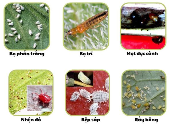 uploads2f20242f032f062fbda52f4f9985f517c9e7c602a076c1da7ac864b92fhinh-anh-mot-so-sau-benh-hoat-chat-buprofezin-dac-tri Hinh-anh-mot-so-sau-benh-hoat-chat-Buprofezin-dac-tri.jpg