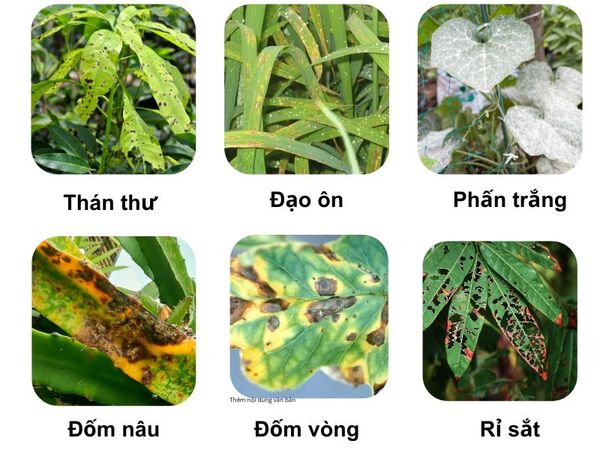 uploads2f20242f032f072f35f7653b9a599a1bb6dff71961071bae237df9fe2fhinh-anh-mot-so-sau-benh-hai-hoat-chat-azoxystrobin-dac-tri-1 Hinh-anh-mot-so-sau-benh-hai-hoat-chat-Azoxystrobin-dac-tri.-1.jpg