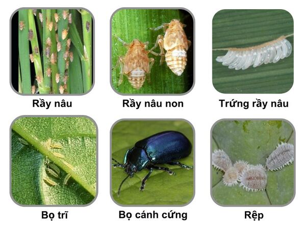 uploads2f20242f032f072fe8aba98e256785ff97659e8d345f5a1a008426332fanh-mot-so-sau-benh-ma-hoat-chat-nitenpyram-dac-tri-trong-nong-nghiep anh-mot-so-sau-benh-ma-hoat-chat-Nitenpyram-dac-tri-trong-nong-nghiep.jpg