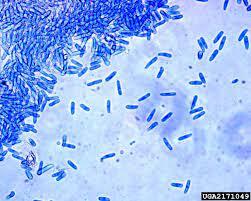 uploads2f20242f032f142f295336b36dd2cd28b422e6a550e43728427899a52fanh-nam-colletotrichum-gloeosporioides-gay-ra-benh-than-thu-o-cay-thanh-long Anh-nam-Colletotrichum-gloeosporioides-gay-ra-benh-than-thu-o-cay-thanh-long.jpg