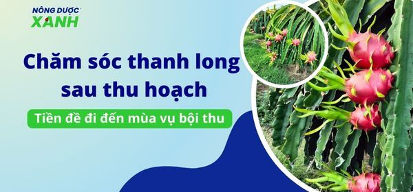 Chăm sóc thanh long sau thu hoạch – tiền đề đi đến mùa vụ bội thu