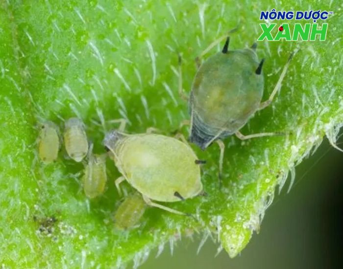 uploads2f20242f072f172f14de7e70208b9c7ff3d978b1d49314b0499025ef2fray-mem-la-gi ray-mem-la-gi.jpg