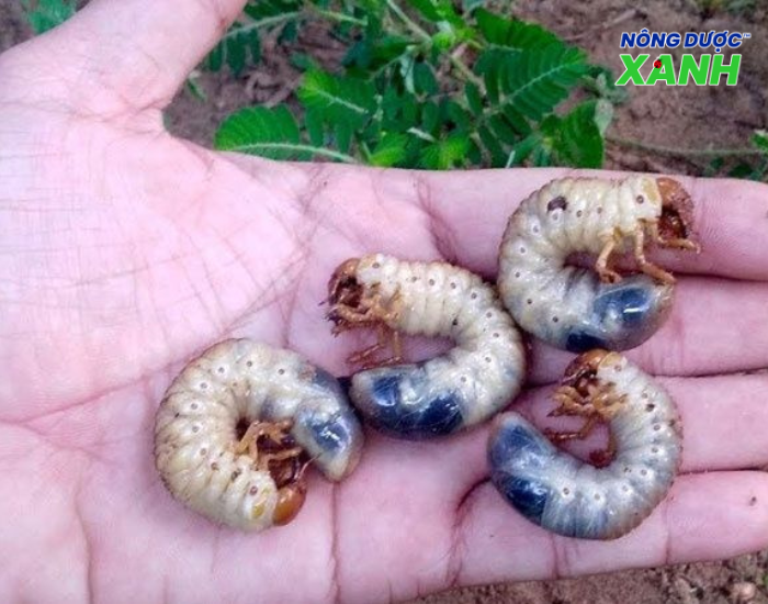 uploads2f20242f072f172f2537b63255690f89e851c754d3c9da2de8e8949b2fnguyen-nhan-con-sung-dat-xuat-hien nguyen-nhan-con-sung-dat-xuat-hien.png