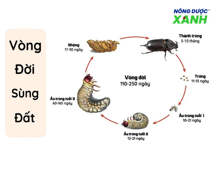 uploads2f20242f072f172f41b488dead453eefd89fb1d6868afa46a8e8b2eb2fdac-diem-con-sung-dat dac-diem-con-sung-dat.png