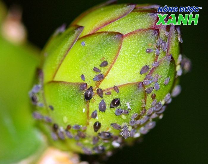 uploads2f20242f072f172f4710063bb51b48c11731afa778d7385ab852fe1c2ftac-hai-cua-ray-mem tac-hai-cua-ray-mem.jpg