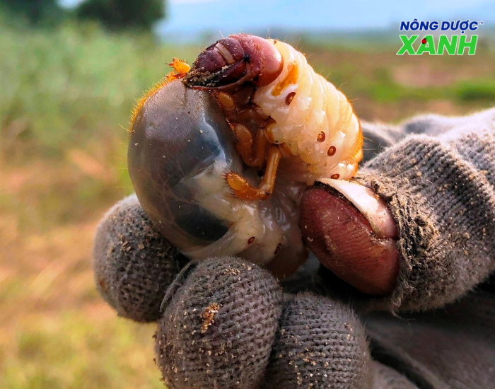 uploads2f20242f072f172f60cf8a4cad1e7e86fdc92b40f4273435c9919ba52fbien-phap-tieu-diet-con-sung-dat bien-phap-tieu-diet-con-sung-dat.png