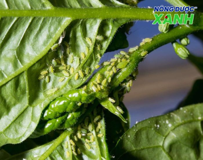 uploads2f20242f072f172f9e6e78a9a3d13728b2e4dd18a0129a0becfe61d42fray-mem-tren-cay-ot ray-mem-tren-cay-ot.jpg