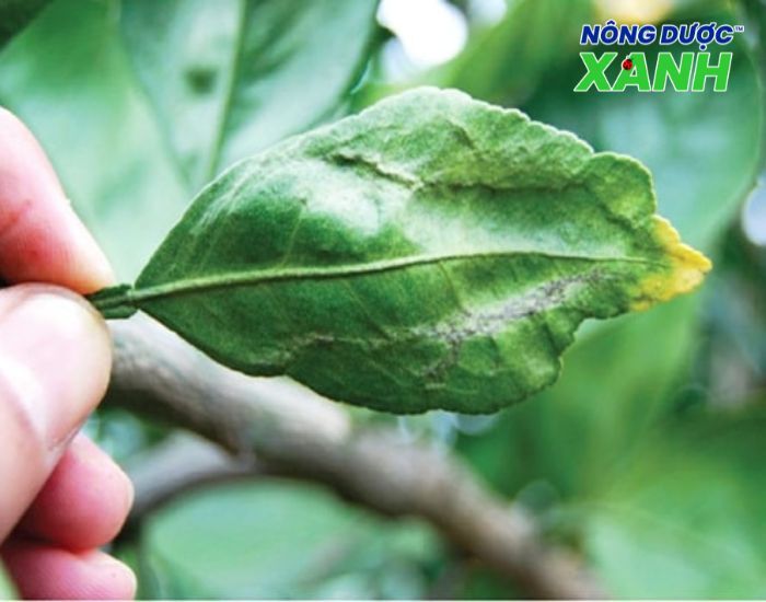 uploads2f20242f072f172fd44f4597a1683487d20125e56e874b052edefb492fcay-ho-cam-chanh-bi-ray-mem-gay-hai cay-ho-cam-chanh-bi-ray-mem-gay-hai.jpg