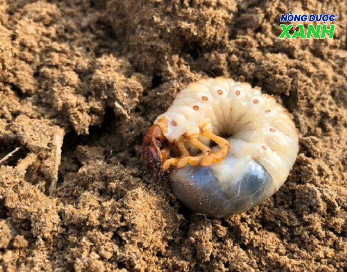 uploads2f20242f072f172fd79fdb3ddd9fd6bc710fd5153fee03993e7415ca2ftac-hai-cua-con-sung-dat tac-hai-cua-con-sung-dat.png