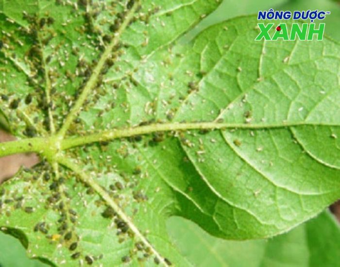 uploads2f20242f072f172ffafe4c14db571fa9e05e745c04d12ceff034ce252fkich-thuoc-cua-ray-mem kich-thuoc-cua-ray-mem.jpg