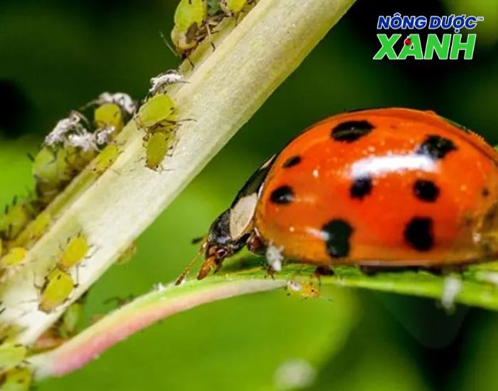 uploads2f20242f072f172ffe7fb5325b49fae86637049fd94fc3a303a92f7b2fbo-rua-giup-diet-ray-mem bo-rua-giup-diet-ray-mem.jpg