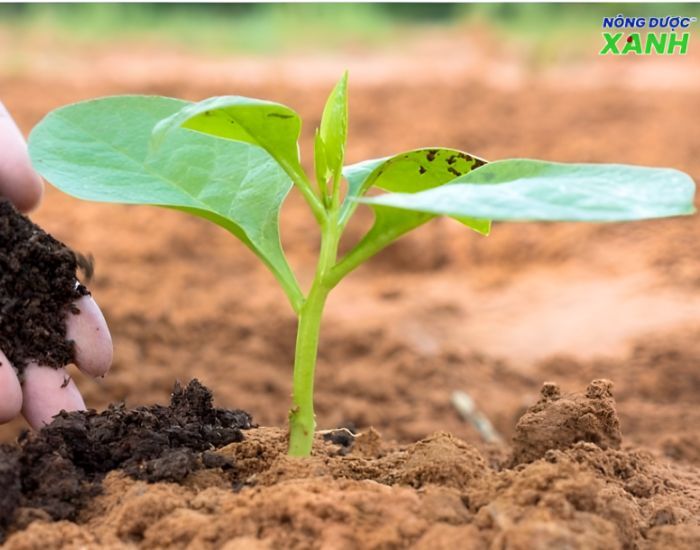 uploads2f20242f072f212f10f14420deaa61e14a1d822a17e3b54981bf28542fnhung-van-de-thuong-gap-khi-su-dung-dich-trun-que nhung-van-de-thuong-gap-khi-su-dung-dich-trun-que.jpg