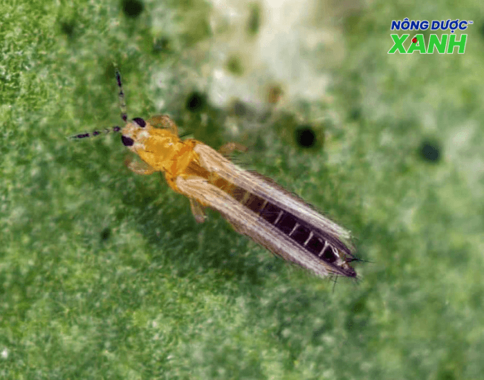 uploads2f20242f072f212f12d7c1cc51aa50be12a6421e72008a85ea54c2c52fcon-bo-tri con-bo-tri.png