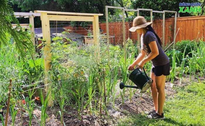 uploads2f20242f072f212f4b074e360792c97481e6095dc0764b2f3fa95c4b2fcong-dung-cua-dich-trun-que-doi-cho-cay-trong cong-dung-cua-dich-trun-que-doi-cho-cay-trong.jpeg