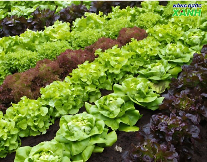 uploads2f20242f072f212f73abd00869df8b780448860d523b926f98cf0ff02fsu-dung-dich-trun-que-tot-cho-nong-san su-dung-dich-trun-que-tot-cho-nong-san.jpg