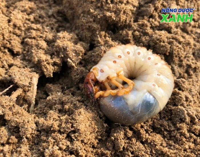 uploads2f20242f072f212f8fd754183af435fba3e671339f1d4f0faf20b8392fsung-dat-gay-hai-cho-re-cay sung-dat-gay-hai-cho-re-cay.jpg