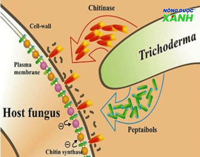 uploads2f20242f072f212f9bd9f92aaf0ecd1a86090c76340b8a037acbe5b22ftrichoderma-pha-huy-mang-te-bao-vi-khuan trichoderma-pha-huy-mang-te-bao-vi-khuan.png