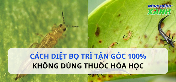 Top 5 cách diệt bọ trĩ không dùng thuốc mà vẫn hiệu quả