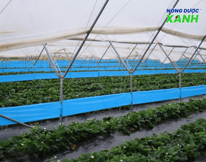 uploads2f20242f072f212fcd8f0147631809d97a10b0b4d9cdd8d72777e37b2fdiet-bo-tri-voi-bay-dinh-mau-xanh diet-bo-tri-voi-bay-dinh-mau-xanh.png