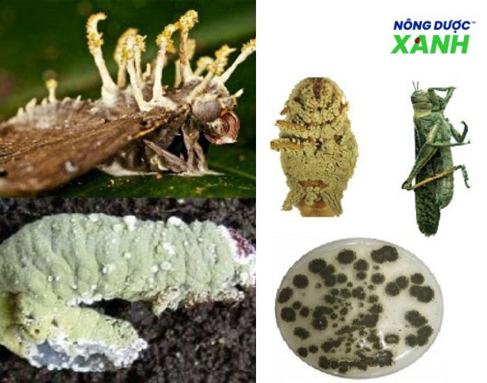 uploads2f20242f072f212fcf196d2bbb09310ad38a57aac4255f4857a267862fuu-diem-cua-nam-xanh-diet-con-trung uu-diem-cua-nam-xanh-diet-con-trung.jpg