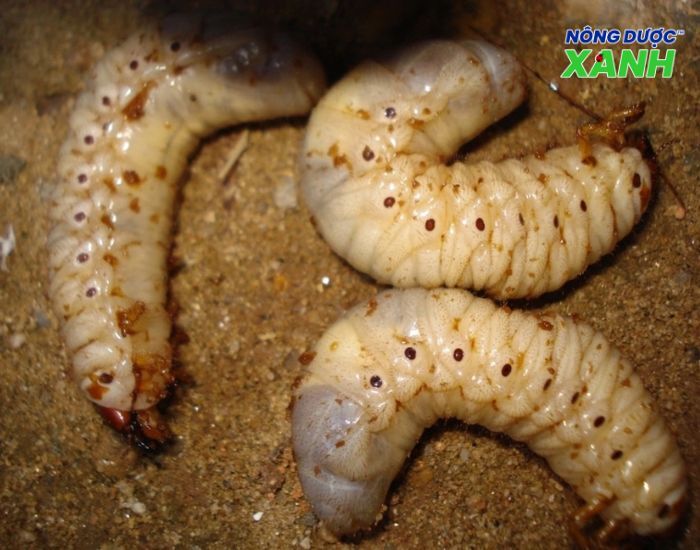 uploads2f20242f072f212fd152f50df7f9d9d23ed87065a9ef7e1e834241c52fsung-dat-gay-hai-cho-cay-trong sung-dat-gay-hai-cho-cay-trong.jpg