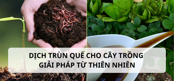 Dịch trùn quế cho cây trồng – Giải pháp từ thiên nhiên