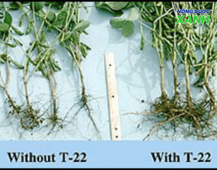 uploads2f20242f072f212ff96800ff5084480f8c247ecedbedb18a846f3e012fre-cay-ngo-va-dau-nanh-phat-trien-manh-khi-co-nam-trichoderma-harzianum-t22 re-cay-ngo-va-dau-nanh-phat-trien-manh-khi-co-nam-trichoderma-harzianum-t22.png