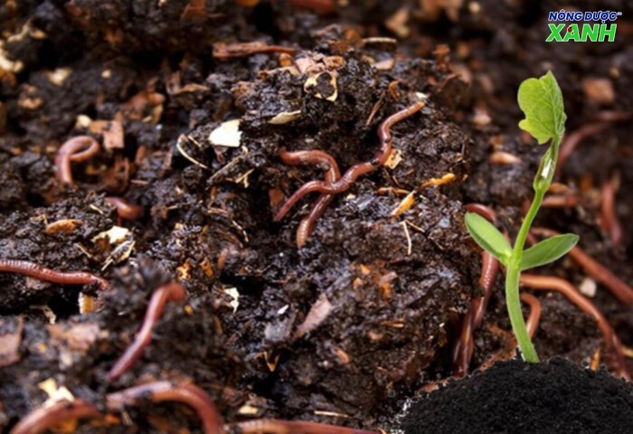 uploads2f20242f072f212fffbce41351e1f9c2467ea60625bc9cdc138e6eb42fhuong-dan-quy-trinh-san-xuat-dich-trun-que huong-dan-quy-trinh-san-xuat-dich-trun-que.jpg