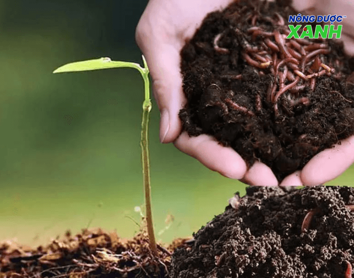 uploads2f20242f072f222f106b75c292e76bf241e45d89f0b484c52a0b34982fbon-phan-trun-que-giup-cay-tang-truong-nhanh bon-phan-trun-que-giup-cay-tang-truong-nhanh.png