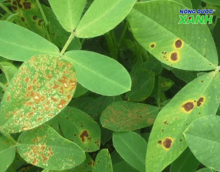 uploads2f20242f072f222f27165a58399936bc54785a73606e1e0d36787b142fla-cay-dau-mac-benh-la-dom-do la-cay-dau-mac-benh-la-dom-do.png