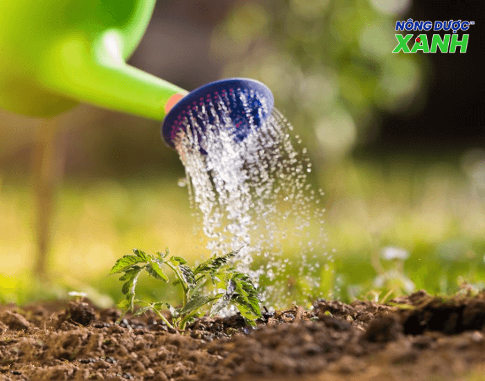 uploads2f20242f072f222f39ad0f9a56512af841643f983c35e13767a58bb72ftuoi-nuoc-deu-dan tuoi-nuoc-deu-dan.png