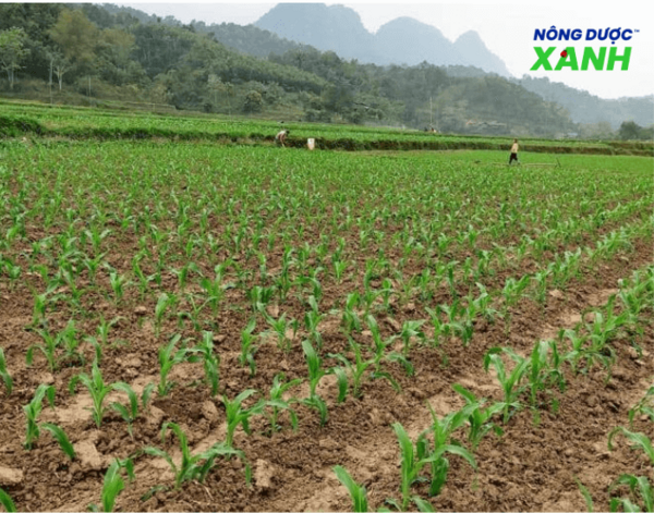 uploads2f20242f072f222f4aa53400e05dc5dfafae18f95014a41b2c97a7cb2fmat-do-cay-trong-vua-phai mat-do-cay-trong-vua-phai.png