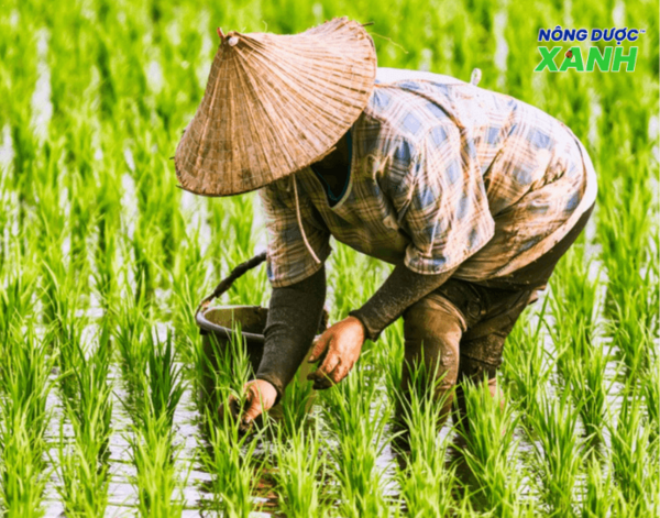 uploads2f20242f072f222f4aa53400e05dc5dfafae18f95014a41b2c97a7cb2ftrong-lua-nuoc-xen-canh trong-lua-nuoc-xen-canh.png