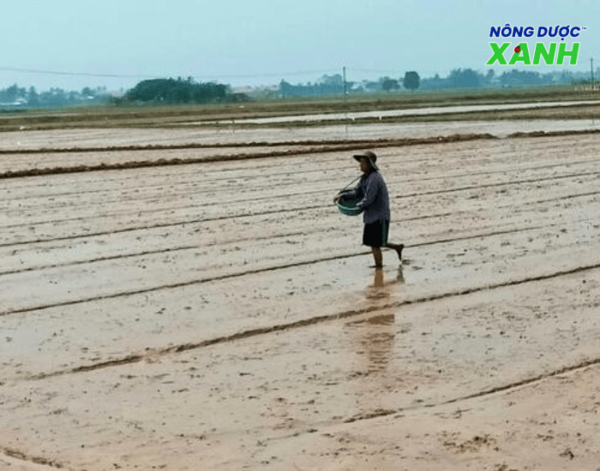 uploads2f20242f072f222f4e5ca52c1d8db844951261567169b67348891a242fsan-phoang-ruong-tranh-dong-nuoc san-phoang-ruong-tranh-dong-nuoc.png