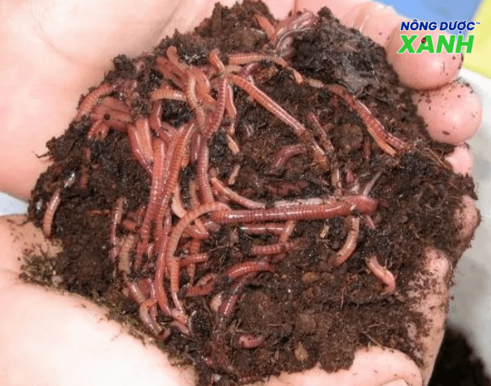 uploads2f20242f072f222f673a97f65a35128d00458d7fae059a689822fee22fphan-huu-co-trun-que-la-gi-1 phan-huu-co-trun-que-la-gi-1.png