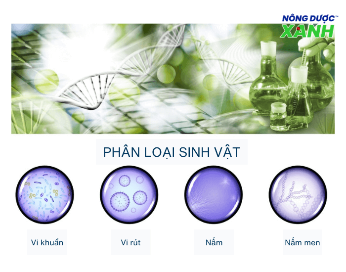 uploads2f20242f072f222f6b11b0223386d35654f9ebb3487d77082c85b93d2fthanh-phan-che-pham-sinh-hoc thanh-phan-che-pham-sinh-hoc.png