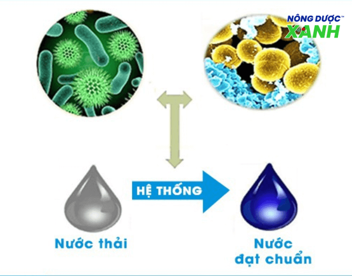 uploads2f20242f072f222f6b11b0223386d35654f9ebb3487d77082c85b93d2fung-dung-che-pham-sinh-hoc-trong-xu-ly-nuoc-thai ung-dung-che-pham-sinh-hoc-trong-xu-ly-nuoc-thai.png