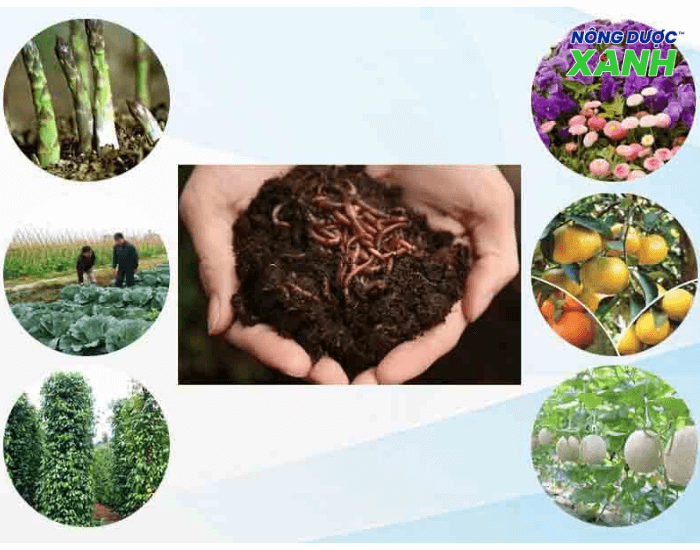 uploads2f20242f072f222f826687cc1c38354e5de8768f42756c93680cb18d2fphan-trun-que-thich-hop-voi-nhieu-loai-cay phan-trun-que-thich-hop-voi-nhieu-loai-cay.png