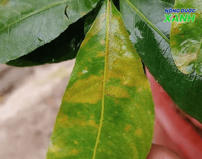 uploads2f20242f072f222f8b8f3396d5c8581bb9facac063ab50f71494b77e2fdom-la-cay-mai dom-la-cay-mai.png