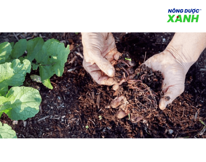 uploads2f20242f072f222f909e4e6bb4f5e1dc0b7cbeb98699f71b08a76cf22fsu-dung-che-pham-sinh-hoc-giup-dat-toi-xop-1 su-dung-che-pham-sinh-hoc-giup-dat-toi-xop-1.png