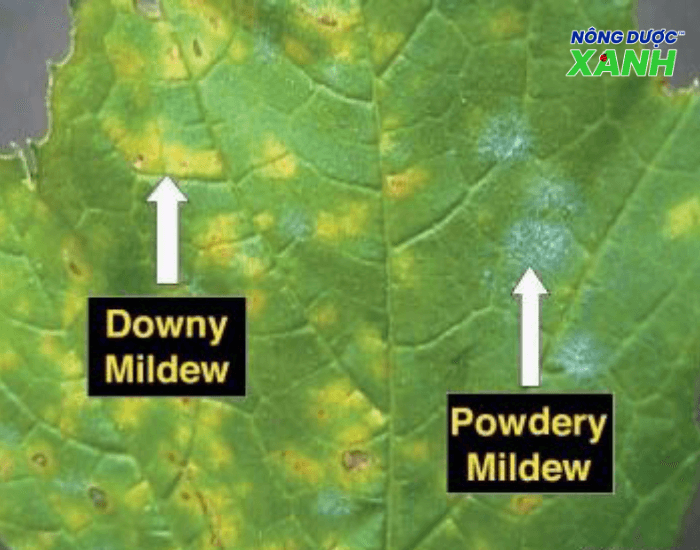 uploads2f20242f072f222fa8eac3653b53624eea709d291b5ff7077894f4612fbieu-hien-benh-nam-downy-mildew-va-nam-powdery-mildew bieu-hien-benh-nam-downy-mildew-va-nam-powdery-mildew.png