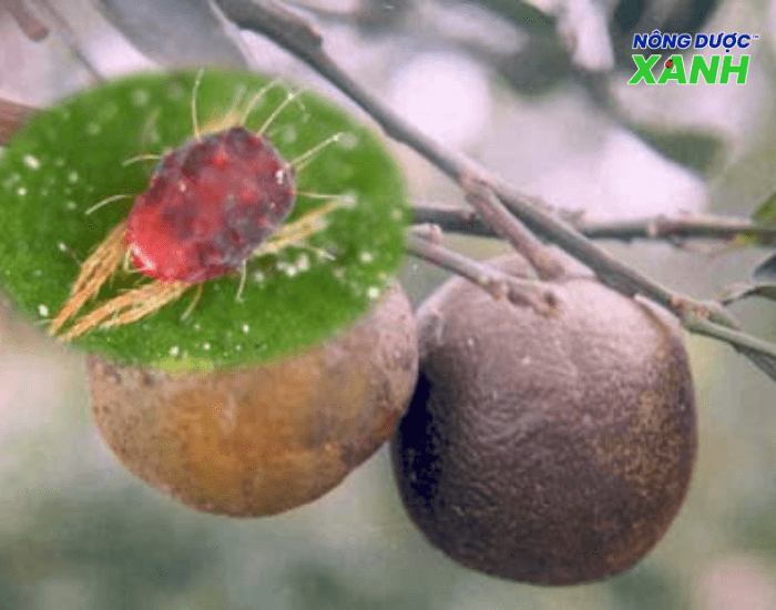 uploads2f20242f072f222fae41660ac3aa528e9413a2167a7ac38eb1c371212fnhen-do-gay-hai-cay-buoi nhen-do-gay-hai-cay-buoi.png