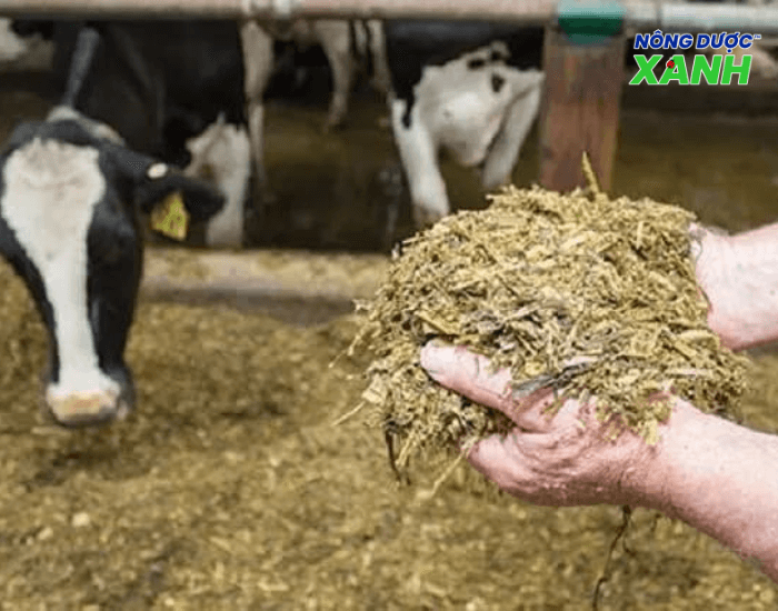 uploads2f20242f072f222fd87ed3ee76ed19c3c77ad68fcd780950135153822fu-che-pham-sinh-hoc-voi-thuc-an-gia-suc u-che-pham-sinh-hoc-voi-thuc-an-gia-suc.png