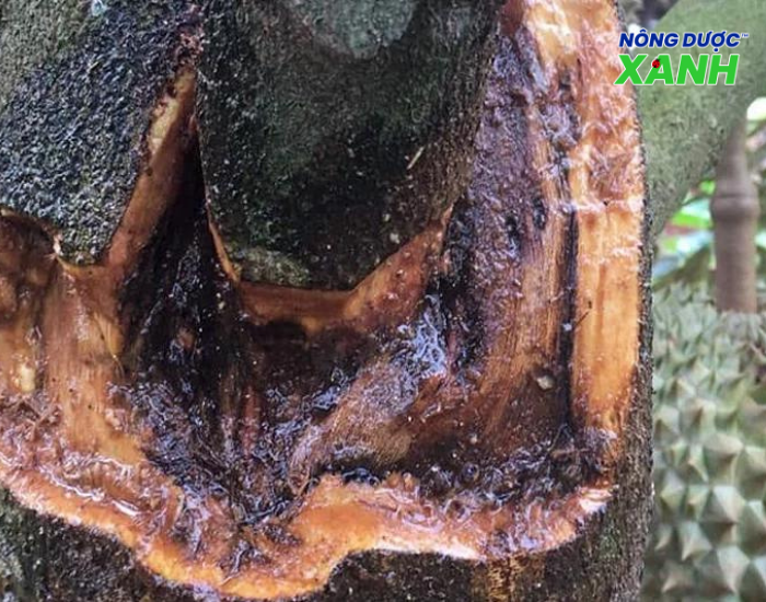 uploads2f20242f072f232f34e111426f3503570ba34a8bf85c98e91401fc802ftrieu-chung-nut-than-xi-mu-tren-cay-sau-rieng trieu-chung-nut-than-xi-mu-tren-cay-sau-rieng.png