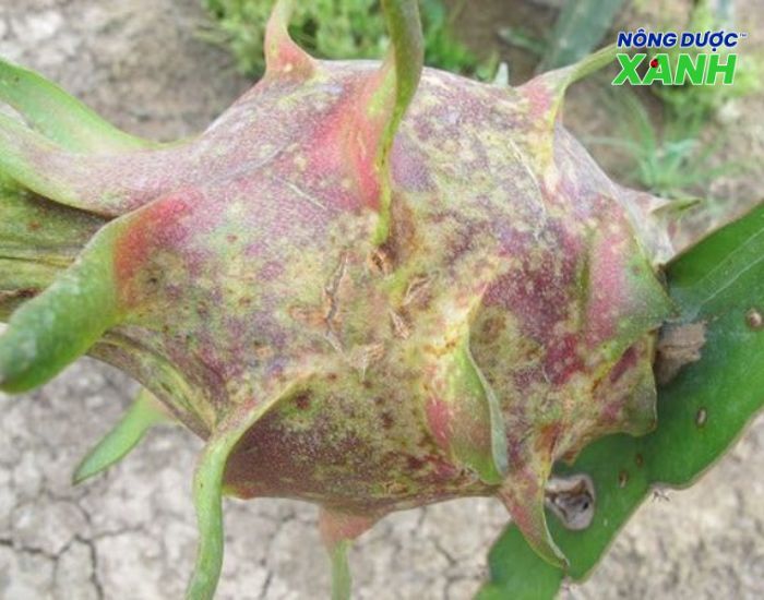 uploads2f20242f072f232f4dde1b6c02c32564a7f397c9104754e4de3a67b92fhau-qua-benh-dom-nau-tren-thanh-long hau-qua-benh-dom-nau-tren-thanh-long.jpg