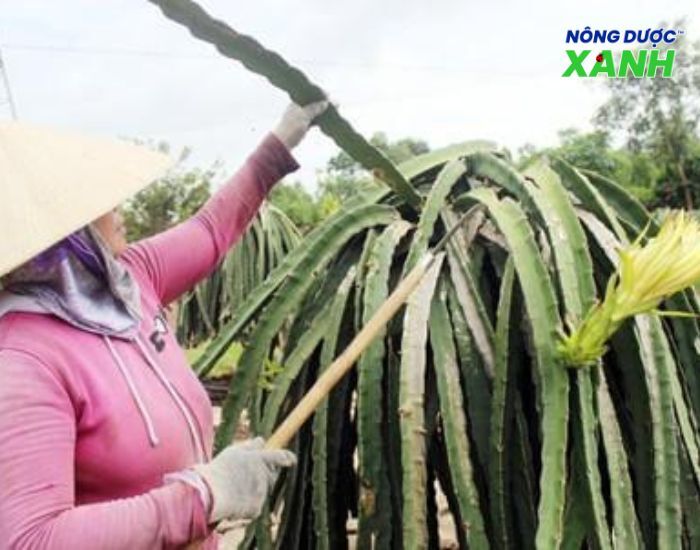 uploads2f20242f072f232f802a8a772163a102185756a389a463c718f3e6bf2fbien-phap-canh-tac-benh-dom-nau-tren-thanh-long bien-phap-canh-tac-benh-dom-nau-tren-thanh-long.jpg