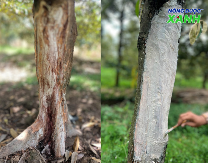 uploads2f20242f072f232f93131373595f7a263b42bc710b62b543db65c7302fcach-tri-benh-nut-than-xi-mu-tren-sau-rieng cach-tri-benh-nut-than-xi-mu-tren-sau-rieng.png