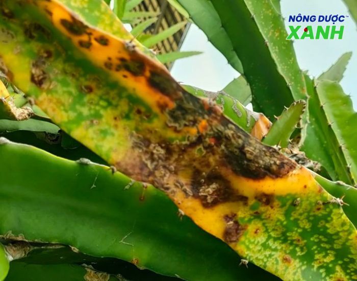 uploads2f20242f072f232f9ea9877295d6ce946676ddac693d578884e85bd82fnguyen-nhan-gay-benh-dom-nau-tren-thanh-long nguyen-nhan-gay-benh-dom-nau-tren-thanh-long.jpg