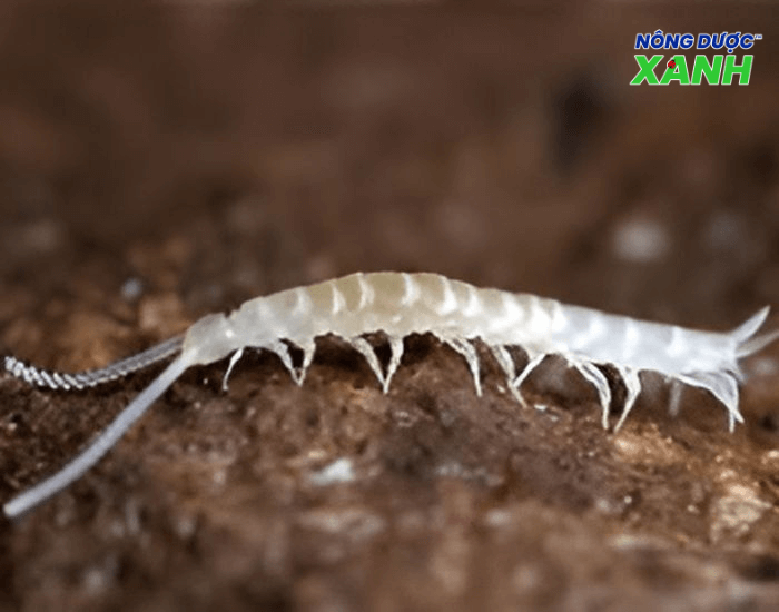 uploads2f20242f082f022f0cc62f5eee72339ce328848541d0c870371ece672fsau-sieu-nhan-gay-hai-cho-vuon sau-sieu-nhan-gay-hai-cho-vuon.png